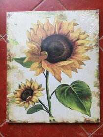 Obraz Slunečnice