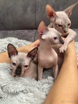 Kanadský sphynx bez pp