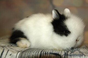 Zakrslý králíček Teddy s VP/samička ZIRA_ doprava po ČR