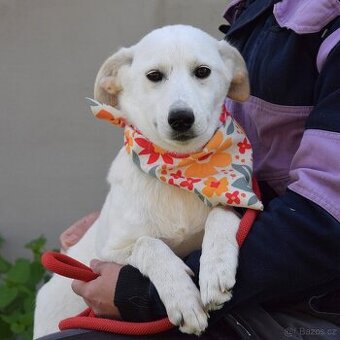 Caskaya hledá domov