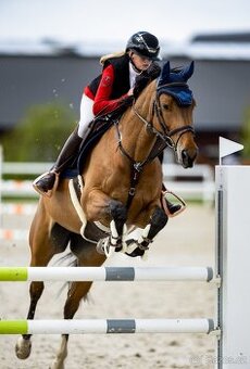 Charakterní kobyla pro děti, juniory, začátečníky