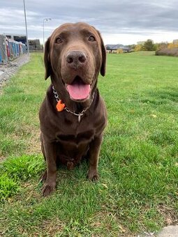 Čokoládový labrador ke krytí