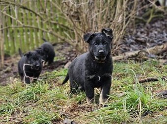 Německý ovčák štěňátka s PP - 1