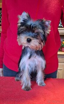 Yorkshire terrier s PP - 1
