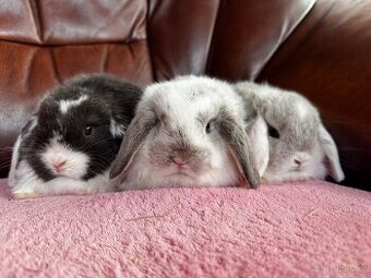 Minilop samičky brzy k odběru