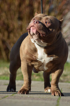 American bully pocket - krytí