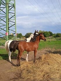 Klisna 2,5 let prodej PP arab-rezervace