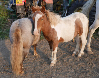Pony