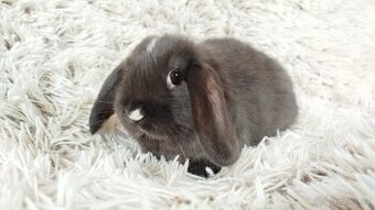 Zakrslý beránek, králíček, králík - DAN