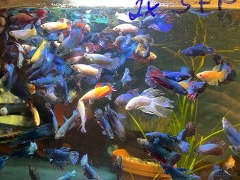 Betta - bojovnice - 1