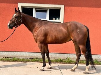 Prodam klisnu QH