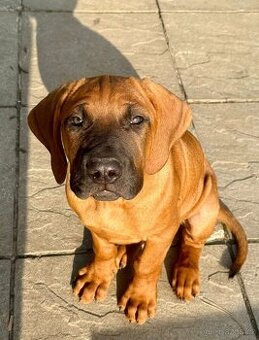 Tosa inu - krásný, mazlivý pejsek ihned k odběru - 1