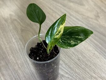 Monstera Standleyana Albo