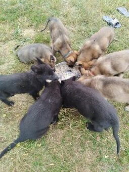 Prodám štěňata No s průkazem původu