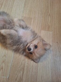 Pomeranian