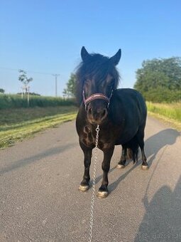 Shetland pony s PP
