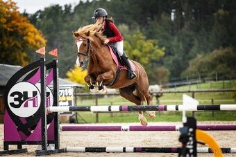 Pony kobyla