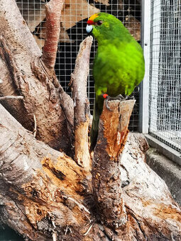 Kakariki žlutočelý 2025