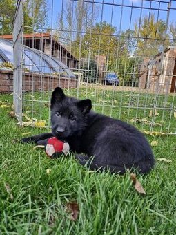 Německý ovčák s PP