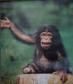 Retro plakát -  opička - formát A1