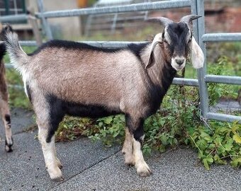 Kozlíci podíloví anglonubijští