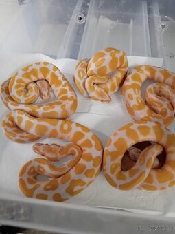 Krajta královská 🐍