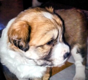 Prodám štěňátko středního vzrůstu - 1