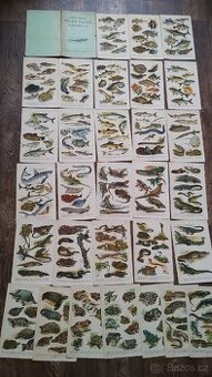 Atlas korbův příruční plazů