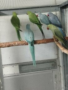 alexandr malý r.23,r.24 a r.25  samci a samice