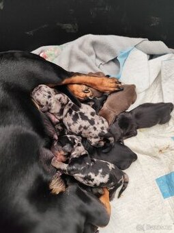 Prodám štěňata čistokrevných jezevčíků