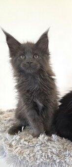 Mainská mývalí kočička a kocourek