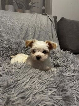 Jorkširský golddust teriér s PP