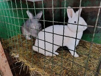 Králík Vídeňský bílý a modrošedý