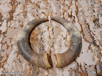 Trofeje, rohy 25-70cm