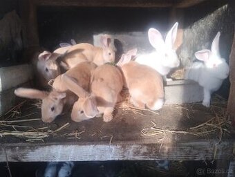 Králíci do chovu, či na dokrmení, Hylla x Massyla