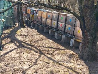 Prodej vyzimovaných včelstev Prostějovsko