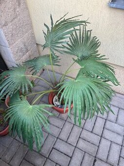 Umělá rostlina PALMA 90 cm