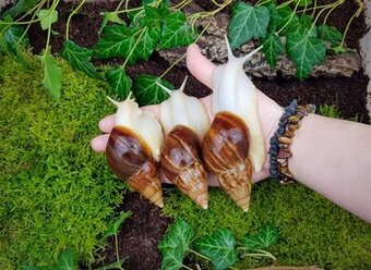 Africký šneci Lissachatina fulica Madagascar dark Albino bod