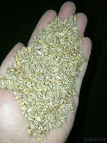 Pšenice, ječmen - 1