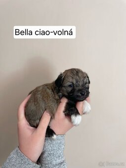 Ruská barevná bolonka