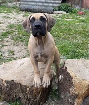 Boerboel štěně -  fena FCI pp