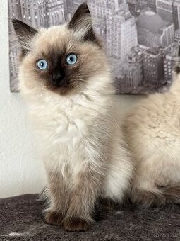 Ragdoll koťátka