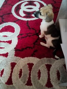Jack Russell teriér