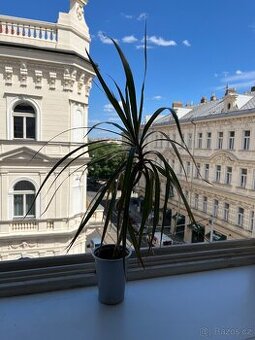 Dracena - 40 cm