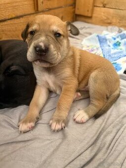 Štěňátka Border kolie a Labradora