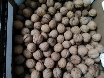 Vlašské orechy Posledních 10 kg