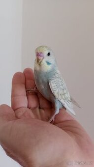 Andulka
