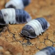 Isopod Cubaris panda king