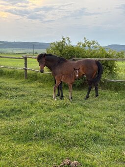 Klisna v typu hucul (12 let)