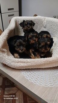 Štěňátka Jorkširsky teriér